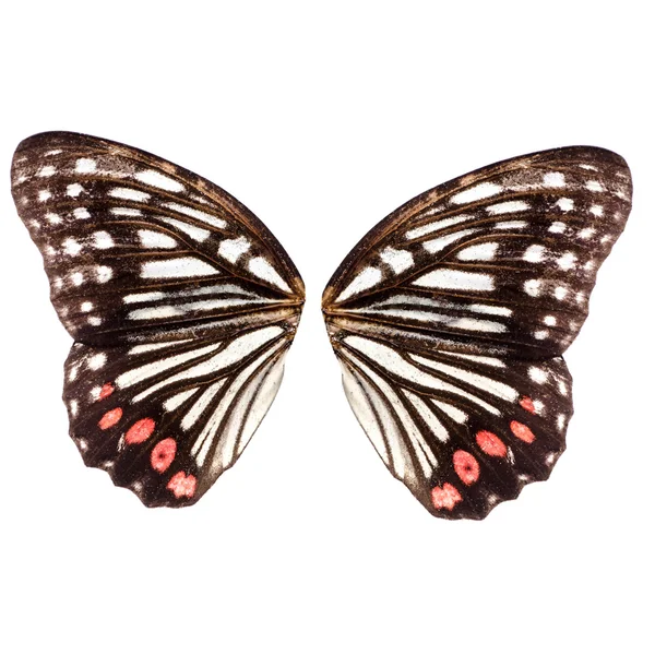 Kelebek kanadı — Stok fotoğraf