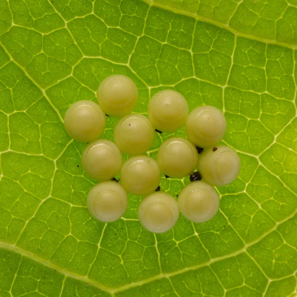 Huevos de mariposa —  Fotos de Stock