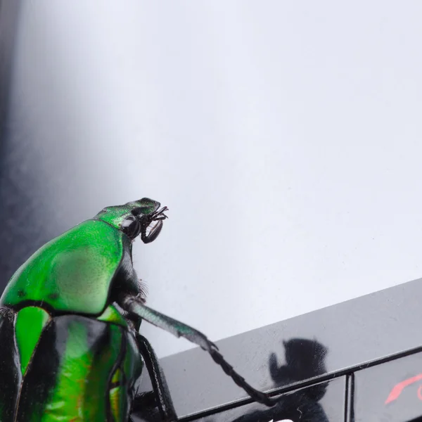 Cep telefonu ekranına bakarak böceği — Stok fotoğraf