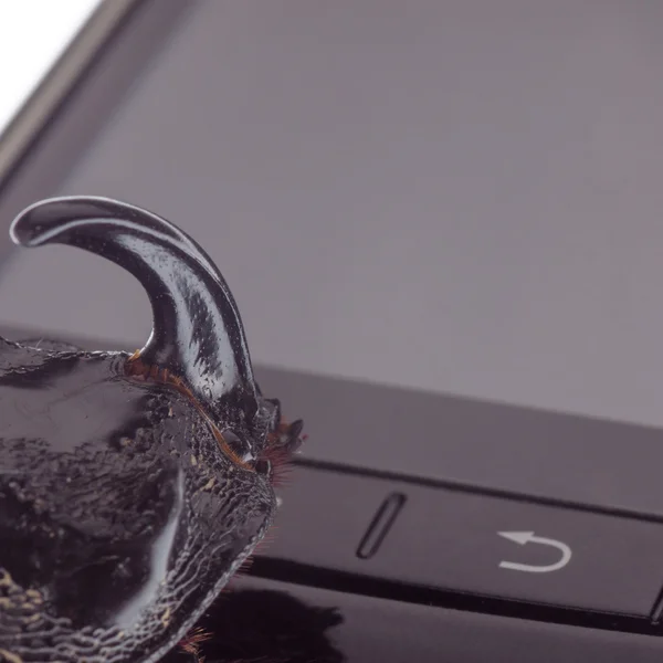 Beetle looking at cell phone screen — Stock Photo, Image