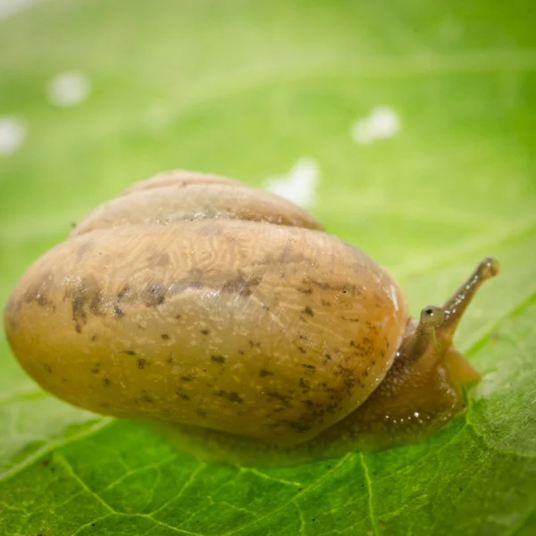 Slak op groen blad — Stockfoto