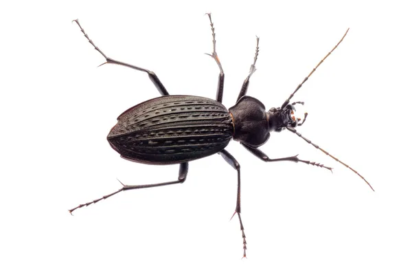 Insect ground beetle — Stock Image Insect ground beetle Stock Picture