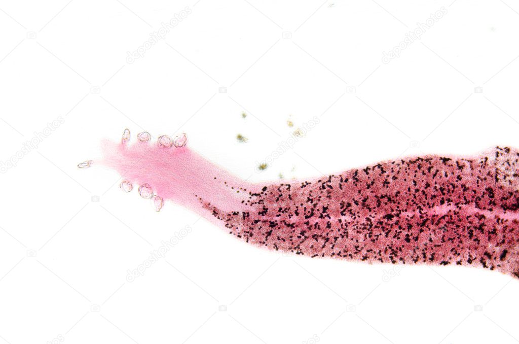 parasite hook clip worm