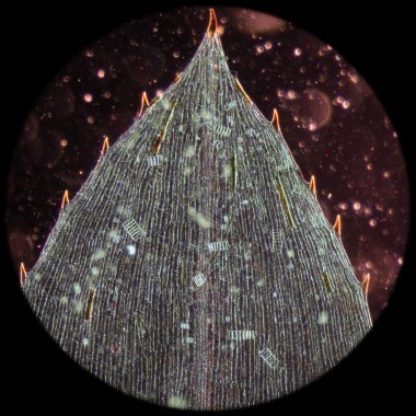 black alga leaf micro clipart