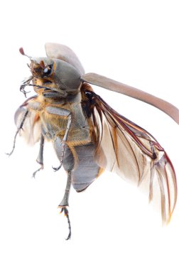 bokböceği Mayıs böceği