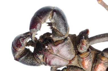 vinegaroon Akrep