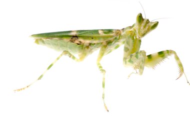 çiçek peygamber devesi