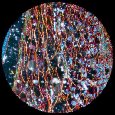 mikroskopi Mısır embriyo