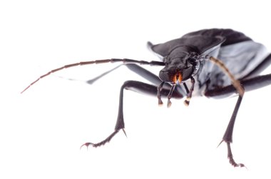 böcek zemin böceği