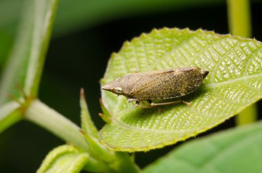 planthopper