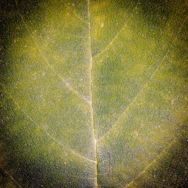 Texture des feuilles vertes — Photo