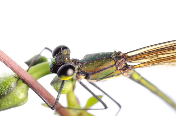 Dragonfly εντόμων damsefly απομονωθεί — Φωτογραφία Αρχείου