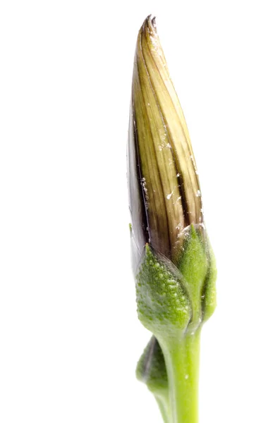 Spring bud — Stock Photo, Image