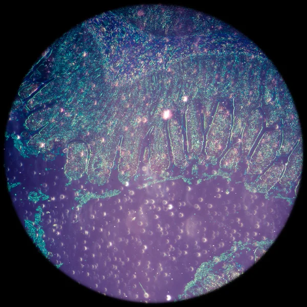 Micrografia de tecido de tenue do intestino delgado — Fotografia de Stock