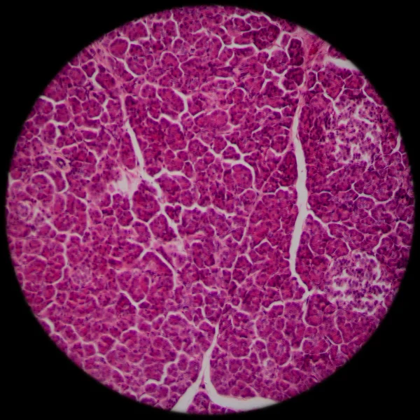 Karaciğer doku mikroskobik bölümde — Stok fotoğraf