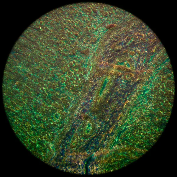 Mikrofotografie žaludku tkáně — Stock fotografie