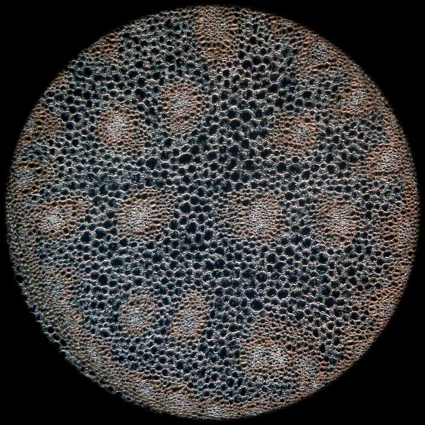 과학 현미경 사진 식물 루트 — 스톡 사진
