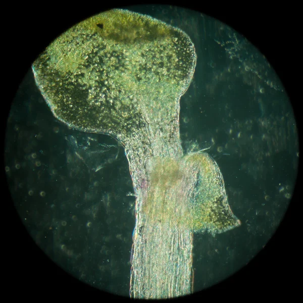 Растение arabidopsis thaliana корневая ткань микро — стоковое фото
