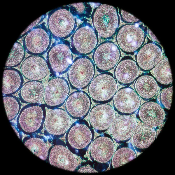 Mikroskopischer Schnitt des Hodengewebes — Stockfoto