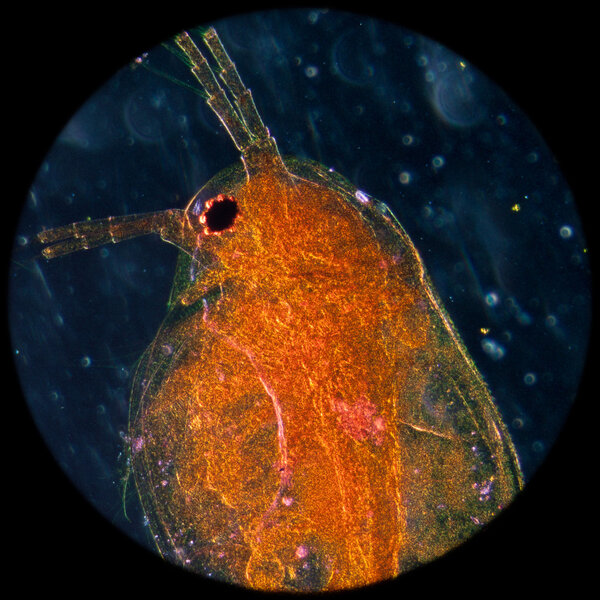 animal water flea