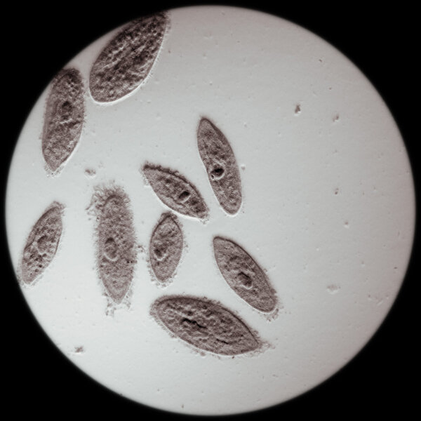 animal conjugation of Paramecium caudatum