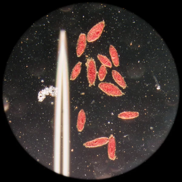 Paramecium caudatum, más néven állati ragozása — Stock Fotó