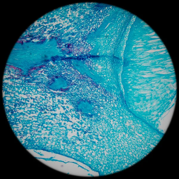 현미경 옥수수 배아 — 스톡 사진