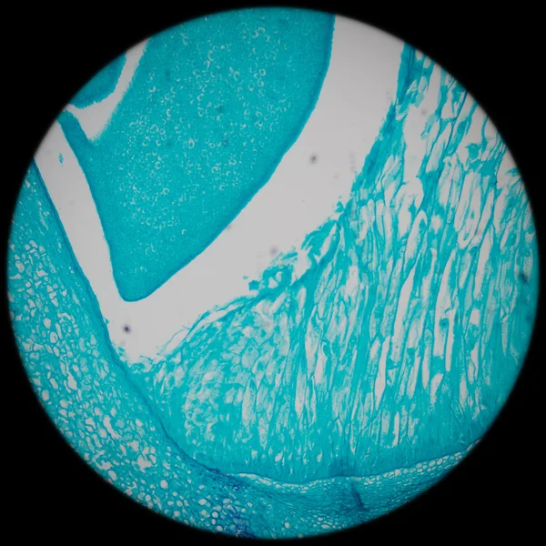 Microscopia de embrião de milho — Fotografia de Stock