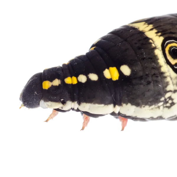 Caterpillar — Stock Photo, Image