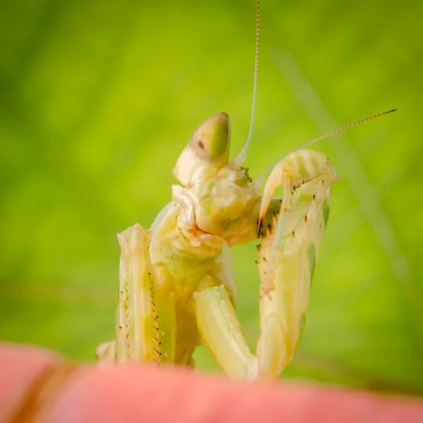 Mantis orante — Foto de Stock