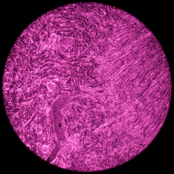 Sekcja mikroskopowe tkanki nerek człowieka — Zdjęcie stockowe