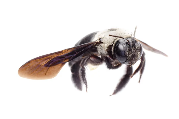 Пчела-плотник — стоковое фото
