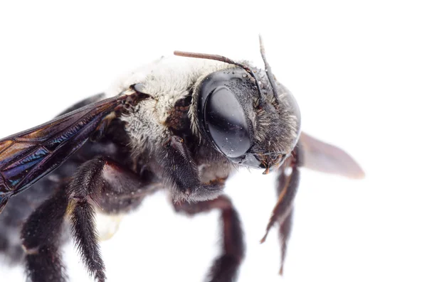 Carpenter bee — Stock Photo, Image