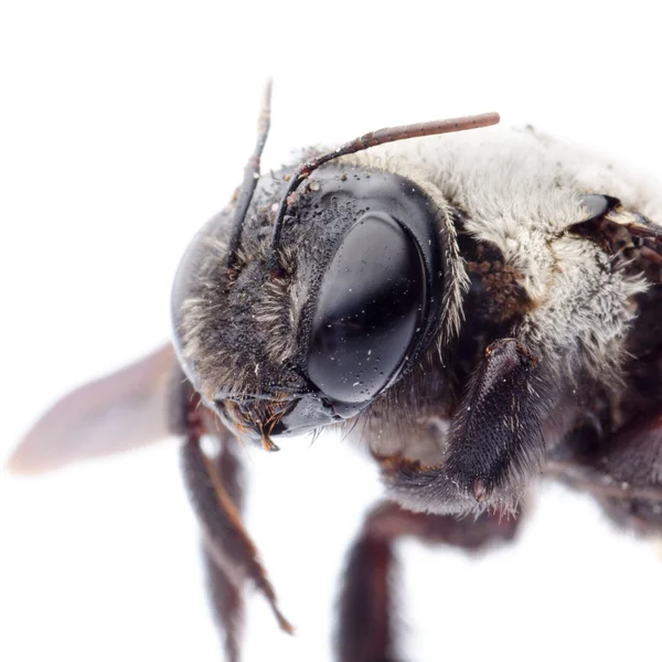 Carpenter bee — Stock Photo, Image