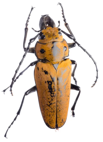 Trictenotomidae escarabajo — Foto de Stock