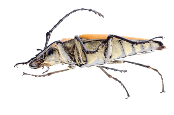 Trictenotomidae böceği — Stok fotoğraf