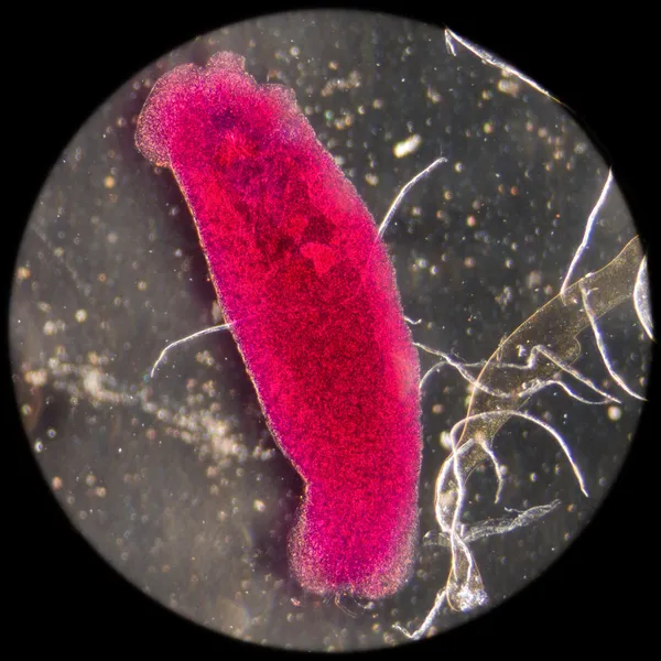 養殖魚の寄生虫 benedenia seriolae ワーム — ストック写真