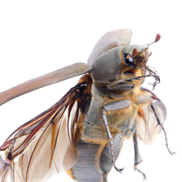 Escarabajo puede escarabajo — Foto de Stock