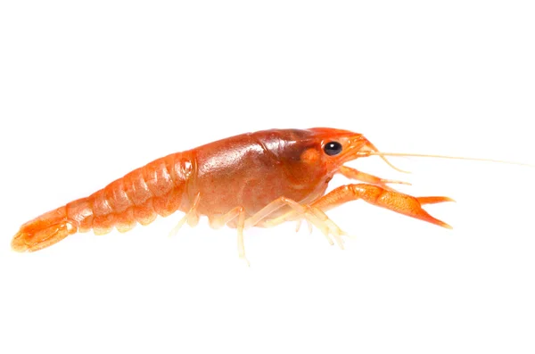 Crawfish — Stock Photo, Image