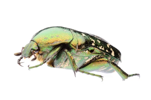 Green flower beetle — Stock Photo, Image