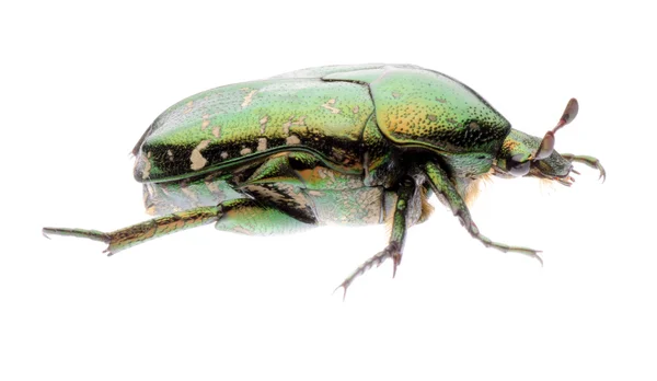 Зелена квітка жука — стокове фото