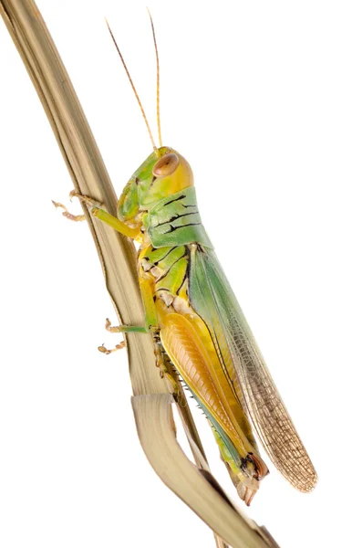 Saltamontes — Foto de Stock