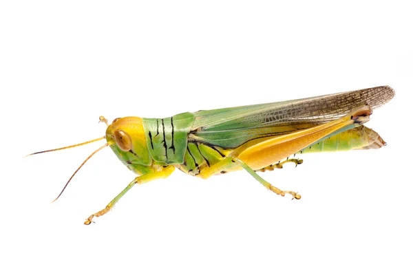 Grasshopper — Stock Photo, Image