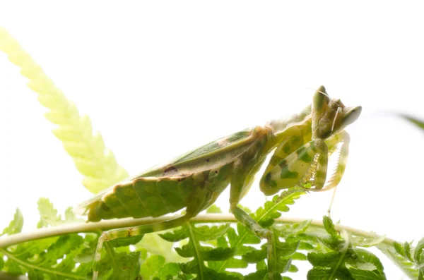 Flor mantis religiosa — Foto de Stock