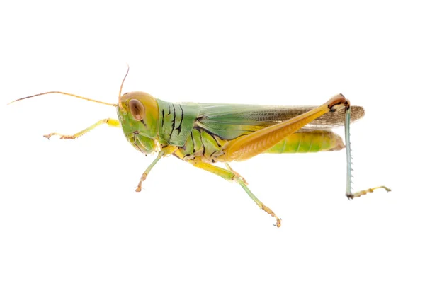 Grasshopper — Stock Photo, Image