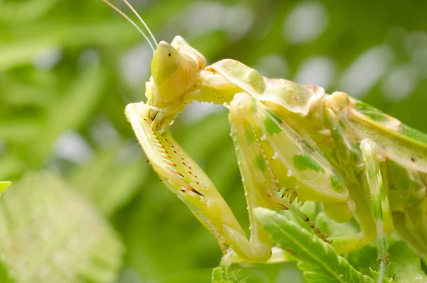 Flower praying mantis — Stock Photo, Image