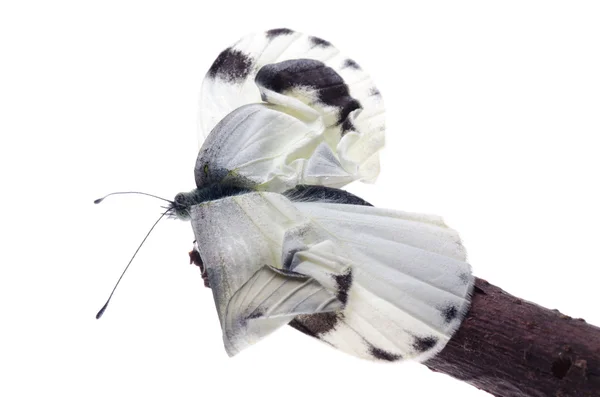 Insekt kleiner weißer Schmetterling — Stockfoto