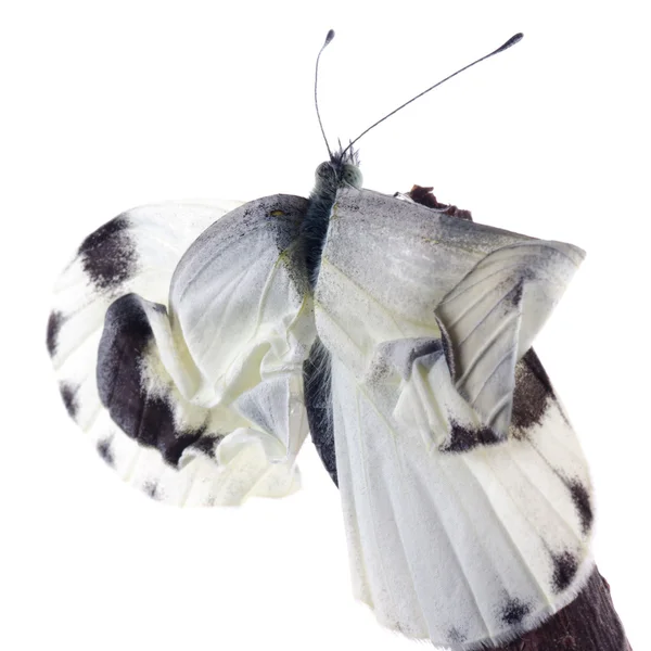 Emergência pequena borboleta branca de inseto — Fotografia de Stock
