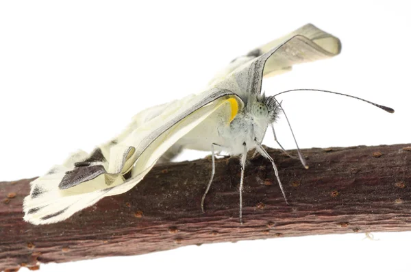 Pojawienie się owad mały biały motyl — Zdjęcie stockowe
