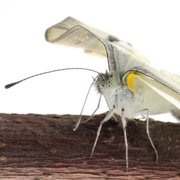 Insecto pequeño blanco mariposa emergencia —  Fotos de Stock